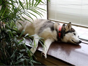 Dakota, a two-year-old husky, relaxes in the Thomas J. Zakos Real Estate office in Kingston, Ont., on May 25, 2017.