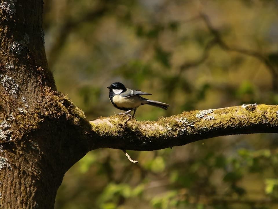 A great tit on a tree branch.