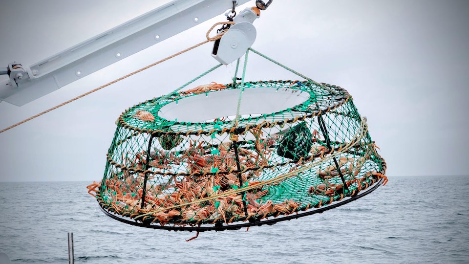 A snow crab pot hangs above the water.
