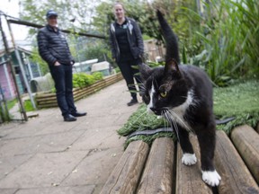 One of the 500-plus cats that live comfortably at the Regional Animal Protection Society sanctuary in Richmond.