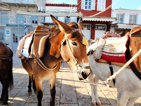Hydra's “donkeys” are just as likely to be mules or small horses.