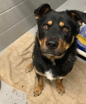 Duke, a three-year-old male Rotweiller mix, is ready for his Forever Home at the Toronto Humane Society on Wednesday May 11, 2022.