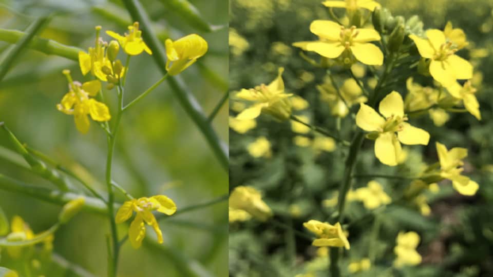Split screen with a close-up image of bird mustard flower and a canola flower image.
