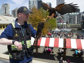 Will De Haven with Poki, whose job it is to scare seagulls and other birds away from the area around the Granville Island Public Market so people can eat their meals without being accosted by scavengers.