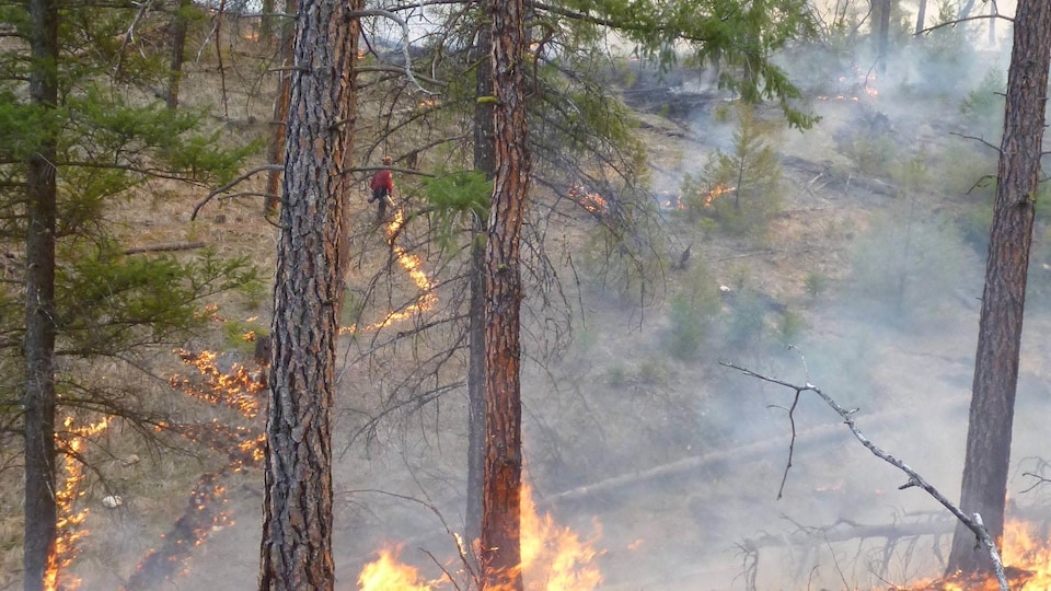 A controlled fire in a forest.