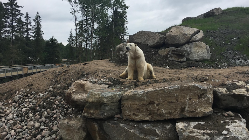 A polar bear sitting in its enclosure