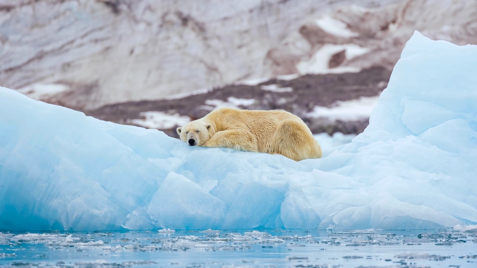A polar bear asleep on an ice floe. 