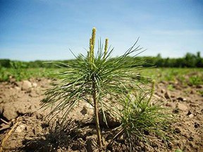 TREES ONTARIO - Free forest management workshops for landowners