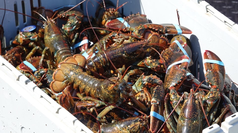 A crate full of lobsters.