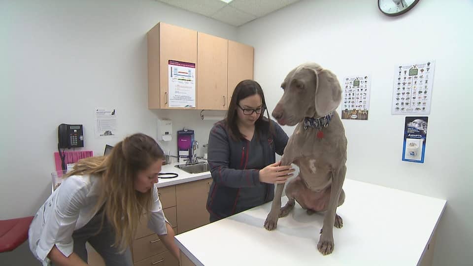 Lyme disease the bacteria detected earlier in Nova Scotia this year