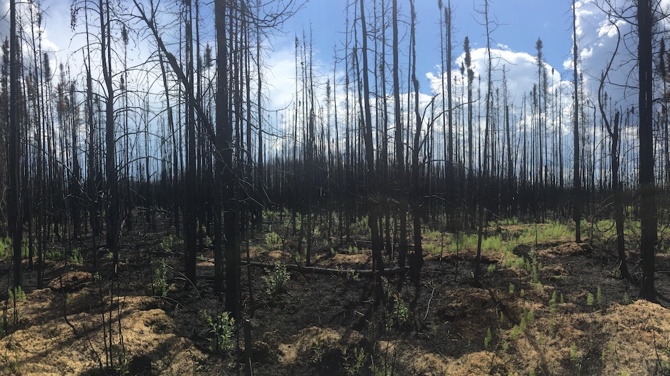 View of the boreal forest in Fort McMurray in July 2016, two months after the wildfire.  We see charred trees and greenery growing back on the ground.