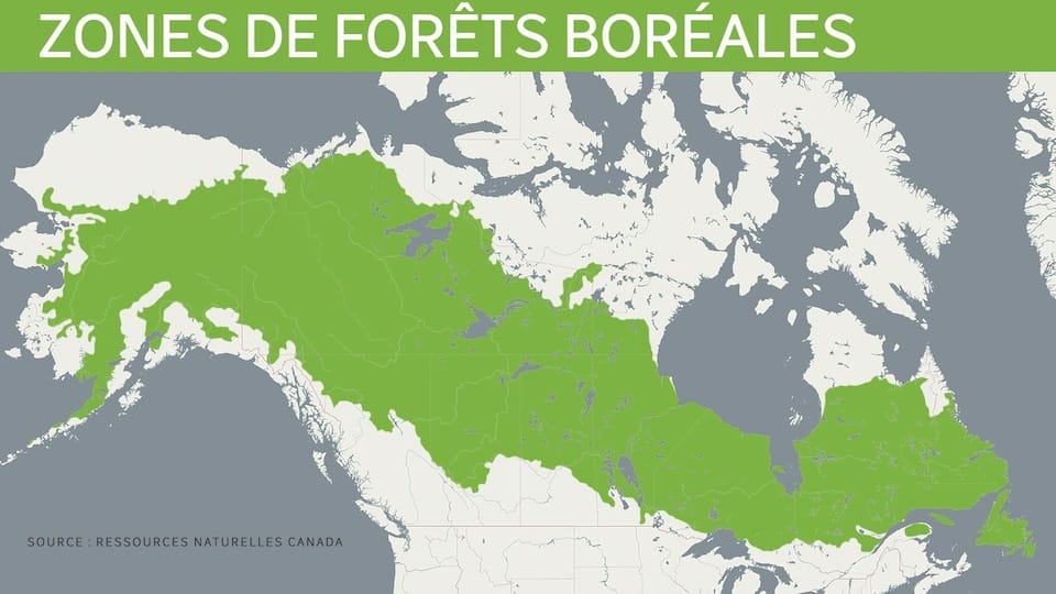 A map of Canada and Alaska the area covered by boreal forests, a wide band running from Alaska and diagonally across the country to Newfoundland and Labrador.