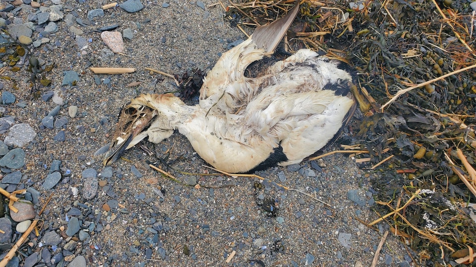A dead bird on the beach.