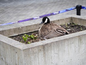 A Canada goose nests near the Digital Orca sculpture outside the Vancouver Convention Center on Mother's Day weekend.  (Vancouver Convention Center staff)