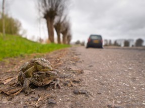 One million animals are killed on roads in the Greater Toronto Area each year, according to a new study conducted by the Toronto Region Conservation Authority (TRCA) and the University of Toronto.