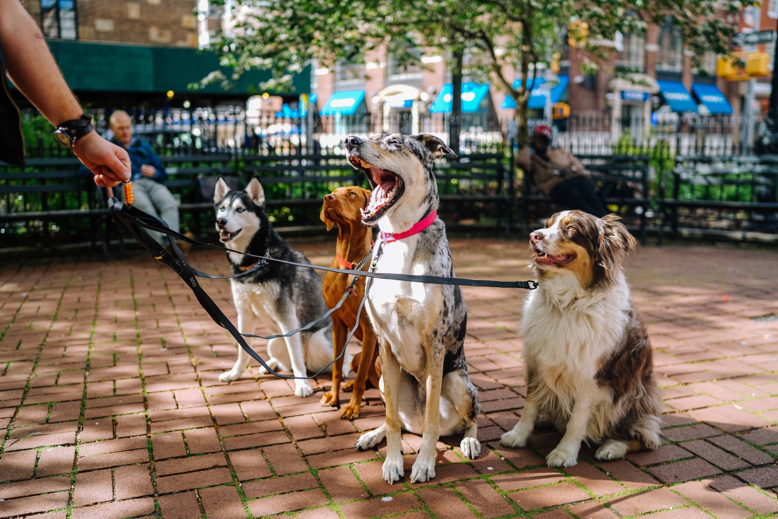 group of dogs dogs