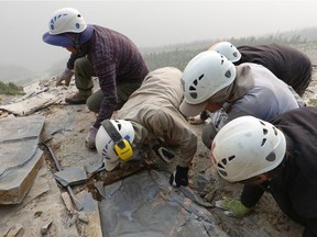 A Royal Ontario Museum fieldwork crew are seen extracting a shale slab containing a fossil of Titanokorys gainesi in the mountains of Kootenay National Park, BC