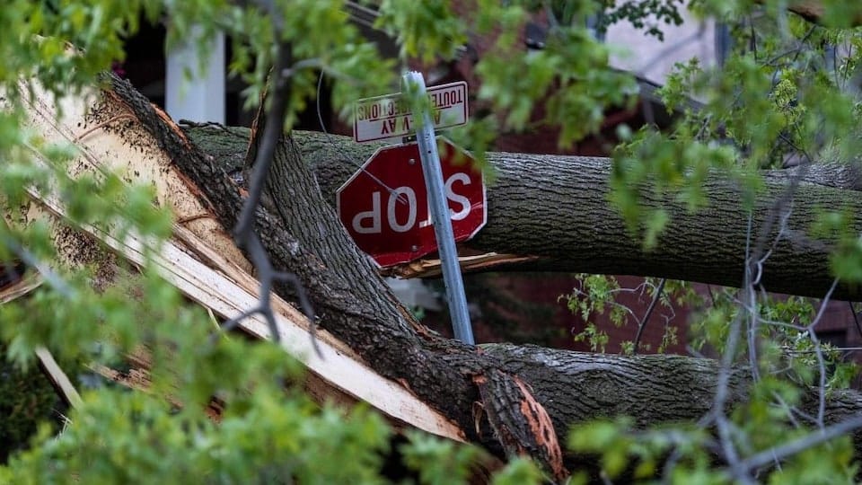 A damaged stop sign and a broken tree.