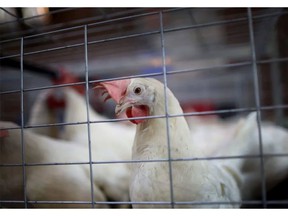 Avian influenza has been confirmed in BC