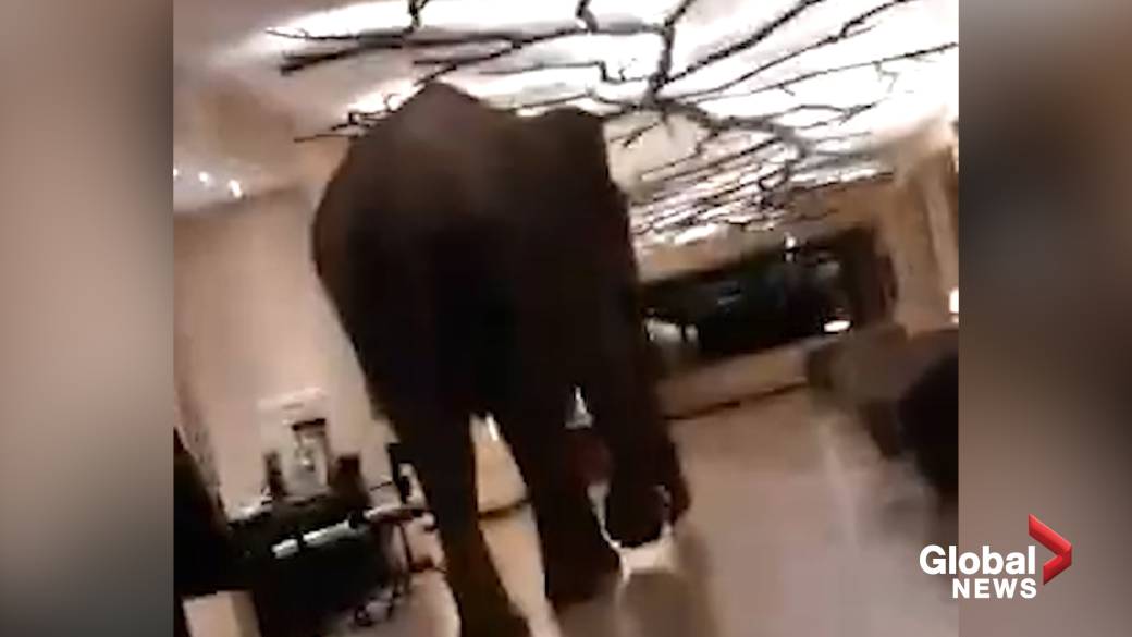 Click to play video: 'An elephant decides to visit a hotel in Sri Lanka'