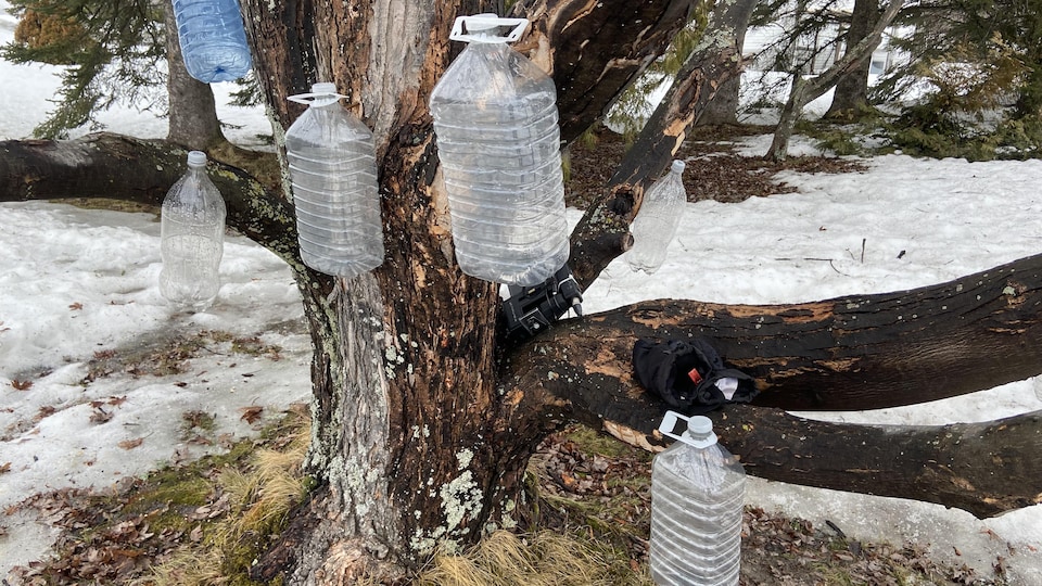 The notched maples are provided with seals, which are in fact reused plastic bottles.