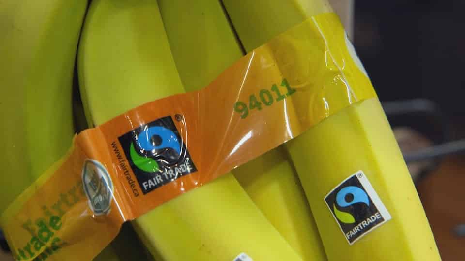 Bananas identified as “fairtrade”.