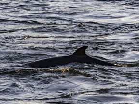 A minke whale is seen off the shore of Île Ste-Hélène in Montreal on Tuesday, May 10, 2022.