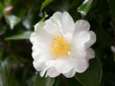 Helen Chestnut says that there are several possible causes for a lack of bloom on camellias.