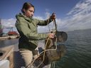 Lydia Paulic, a graduate student with the Great Lakes Institute of Environmental Research, hauls up fishing traps used to catch northern madtom, an endangered fish, off the shores of Peche Island, on Wednesday, Oct. 20, 2021.