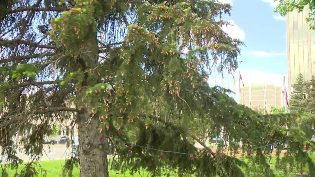 Click to play video: 'Elm seeds pile up in Regina once again thanks to drought'