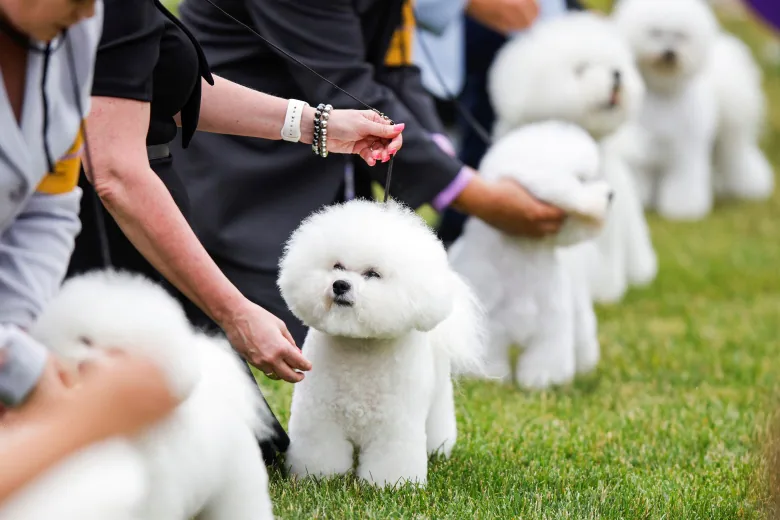 A row of small, white dogs being judged. 