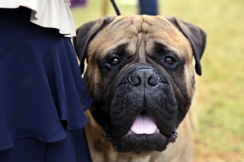 A close up of a brown and black dog. 