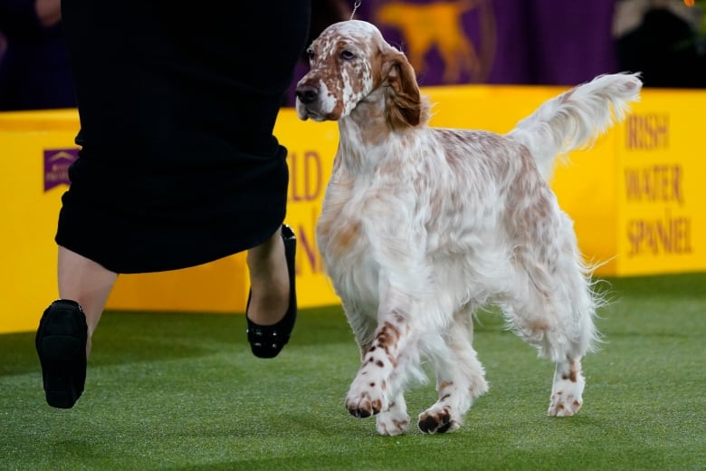 A large white dog with brown spots runs in the ring with his handler. 