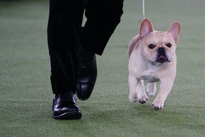 Winston, a French bulldog, competes for Best in Show at the 146th Westminster Kennel Club Dog Show, Wednesday, June 22, 2022, in Tarrytown, NY (AP Photo/Frank Franklin II)
