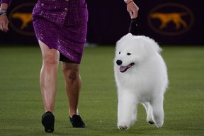 Striker, a Samoyed, competes in the working group at the 146th Westminster Kennel Club Dog Show, Wednesday, June 22, 2022, in Tarrytown, NY Striker won the group.  (AP Photo/Frank Franklin II)