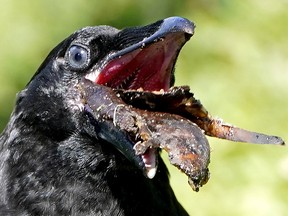 A crow gobbles up a banana peel in Edmonton's river valley on June 22, 2022.