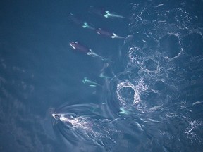 File photos of southern resident killer whales.  A new study suggests the pods in the Salish Sea aren't getting enough to eat, especially in recent years.