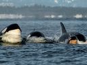 New Bigg's orca calf, T124A7, takes the lead with his mother and family.  The newborn was photographed near Victoria on New Year's Eve.