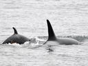 Mother J37 and calf J59 photographed from shore at Lime Kiln Point State Park on San Juan Island on May 24. 