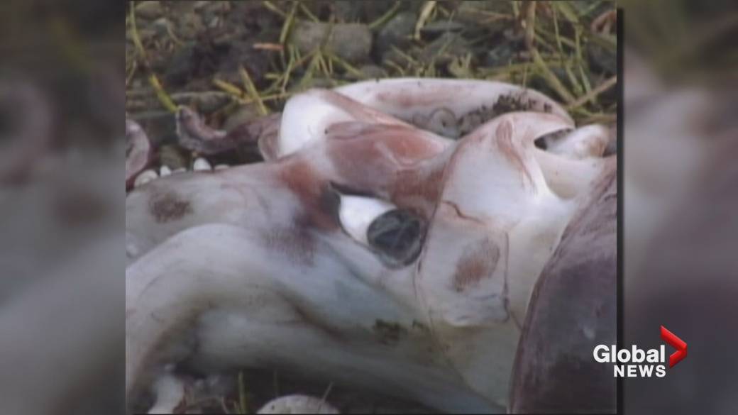 Click to play video: 'UBC study finds climate change affects seafood choices in restaurants'