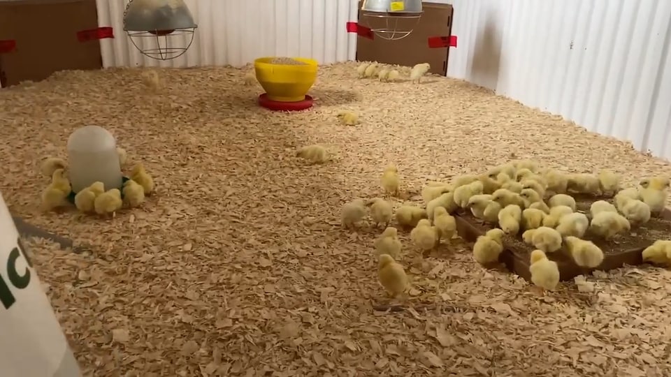 Some chicks.