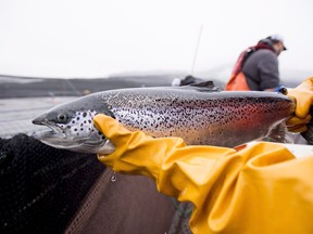 An Atlantic salmon is seen during a Department of Fisheries and Oceans fish health audit at the Okisollo fish farm near Campbell River, BC Wednesday, Oct. 31, 2018. The executive director of British Columbia's salmon farmers association says a formalized consultation process for the future of the industry is welcome after several years of "ad hoc" discussions stemming from the Liberal government's pledge in 2019 to end open-net pen salmon aquaculture off BC's coast. THE CANADIAN PRESS /Jonathan Hayward