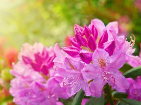 Layering is an easy way for home gardeners to propagate rhododendrons.