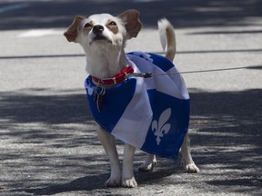 Quebec anglophones don't bite.  We're allies, not threats, to the French language, Josh Freed writes.