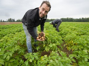 Tristin Bouwman (left) and Tyler Heppell at a Campbell Heights potato field in Surrey.  Farmers want the land added to the Agricultural Land Reserve to increase BC's food security as it grows some of the first field vegetables available in the province.