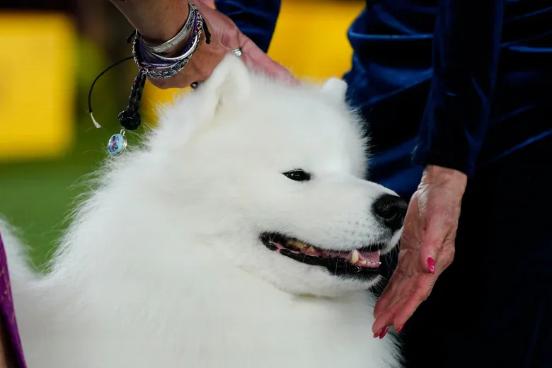 A close-up of a white fluffy dog. 