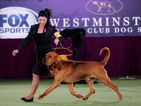 Trumpet, a Bloodhound, is run in the ring by handler Heather Helmer before winning 